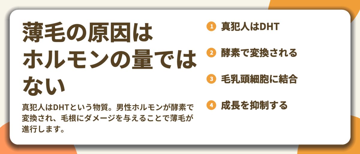 薄毛の原因は ホルモンの量では ない。真犯人はDHT、酵素で変換される、毛乳頭細胞に結合、成長を抑制する