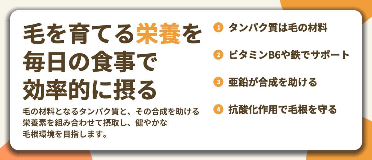 毛を育てる栄養を 毎日の食事で 効率的に摂る。タンパク質は毛の材料、ビタミンB6や鉄でサポート、亜鉛が合成を助ける、抗酸化作用で毛根を守る